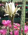 Großansicht Peniocereus Greggii v Transmontanus